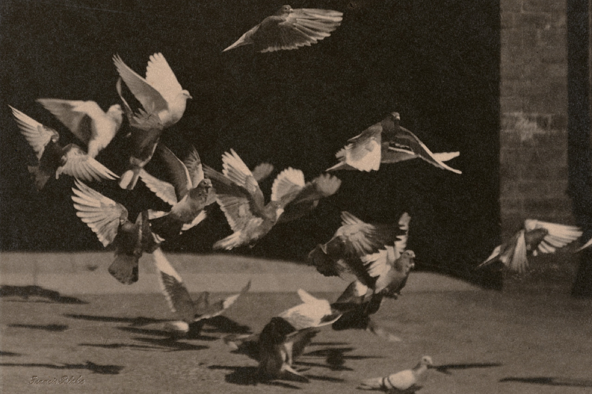 "Pigeons in Flight" by Francis Blake. Image courtesy of the Nelson-Atkins Museum
